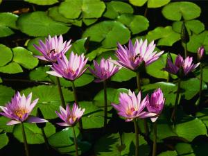 Water lilies.jpg SIZE:800x600(83.8KB)